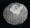 Detailed Nenoticidaris Fossil Urchin - Morocco #10619-1